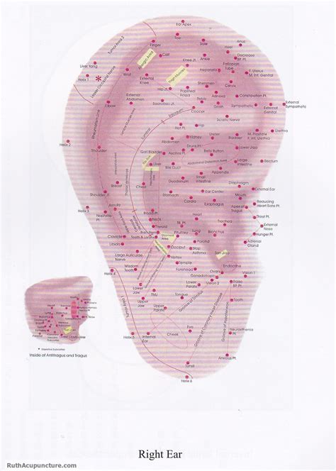auriculares meaning|auricular acupuncture.